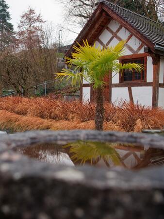 Spiegelbild im Rebhang